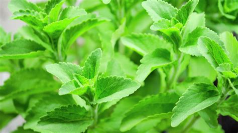 How To Grow Stevia Bunnings New Zealand