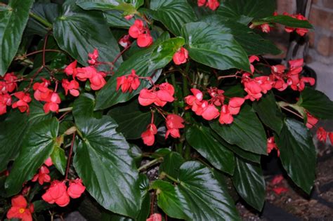 Annuals For Part To Full Shade Beyond Impatiens And