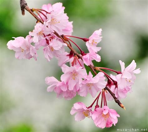 Japanese Cherry Tree Varieties Shidarezakura