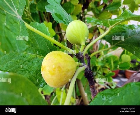 Fruits Fig Anjeer Tree Hi Res Stock Photography And Images Alamy