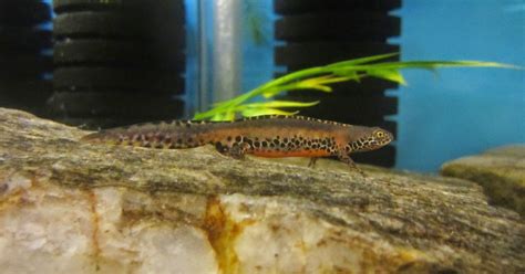 Momcicle Mania Alpine Newts Presenting Their Sex