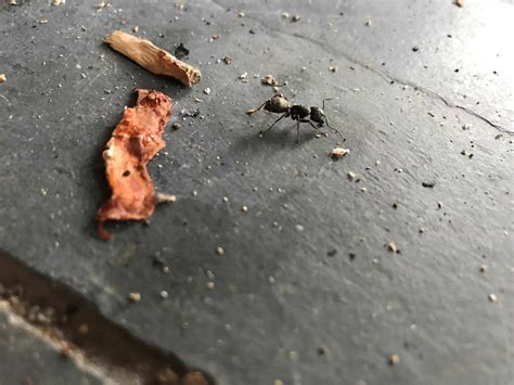 Carpenter Ant Damage And Control In Pacific Northwest