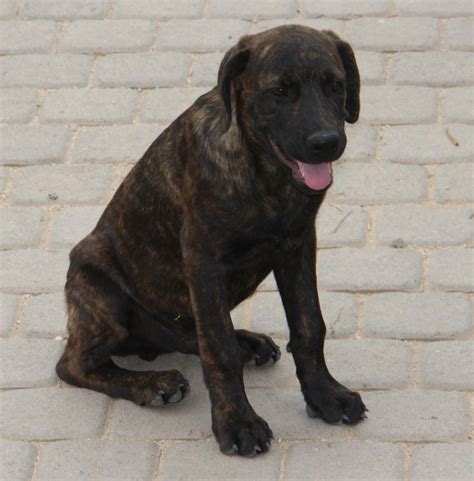 Check spelling or type a new query. 1000+ images about Rottweiler X Cane Corso Puppies For ...