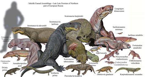 Famous Sokolki Faunal Assemblage Frome Late Permian Of North Dvina