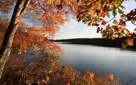 Tree Lake Autumn Hd Wallpaper Nature And Landscape