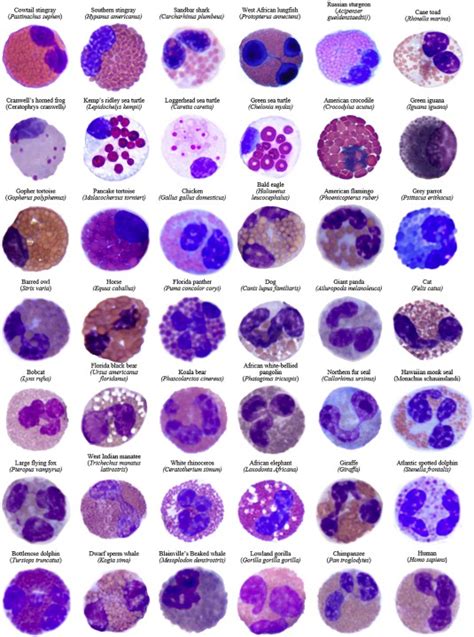 A Tribute To Eosinophils From A Comparative And Evolutionary Perspective