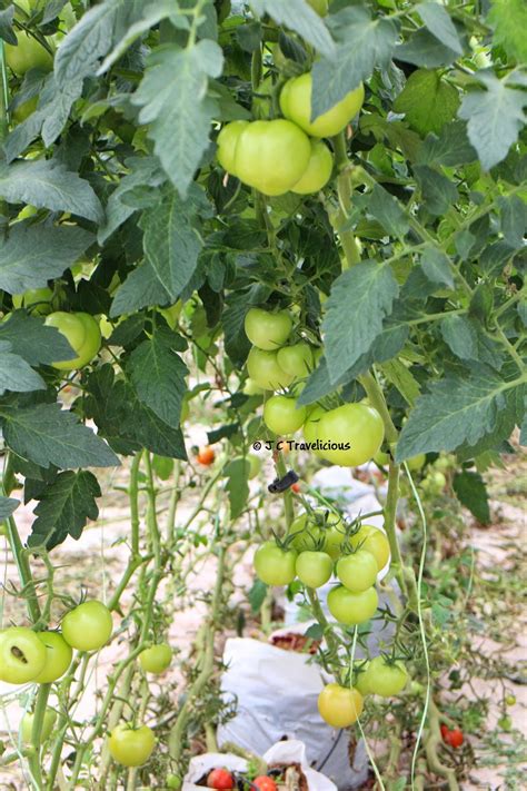 Place on a clean paper towel to dry. J C Travelicious: KC Kwang & Sons Grape & Tomato Farm ...