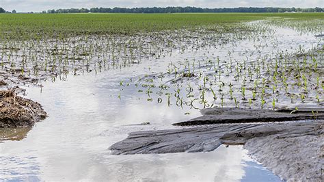 Flooded Fields Ontario Grain Farmer