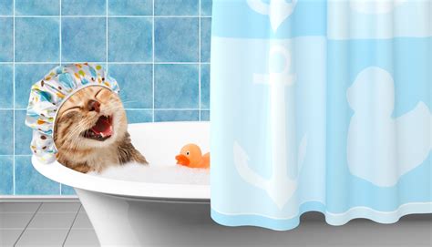 Here are some guidelines for keeping your dogs and cats clean and healthy. How Often Should You Bathe a Cat? - Petsoid