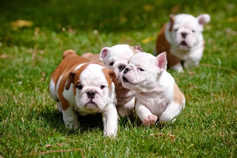 English Bulldog Price The Puppy Cost And All Other Expenses