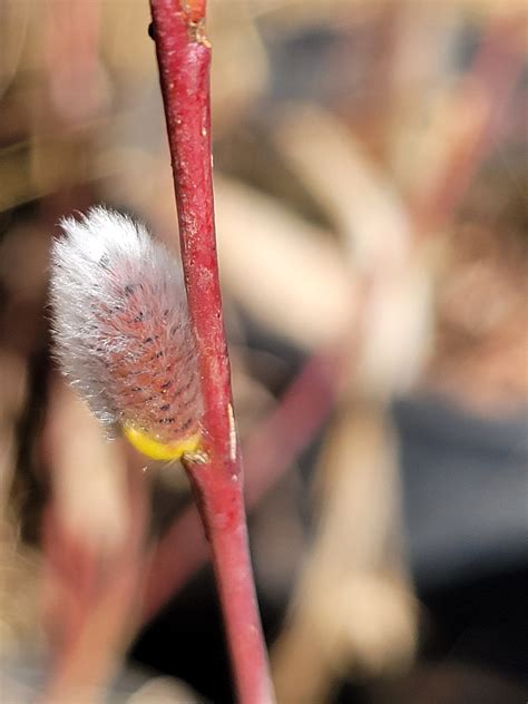 willow pussy salix discolor alberta native medieval manor gardens