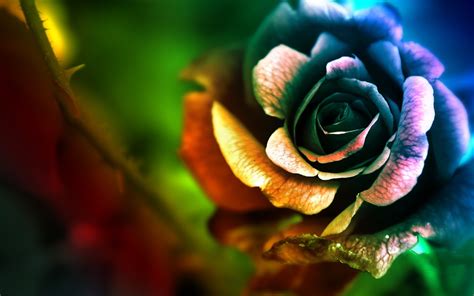 Colorful Rose Hd Wallpaper Background Image 1920x1200