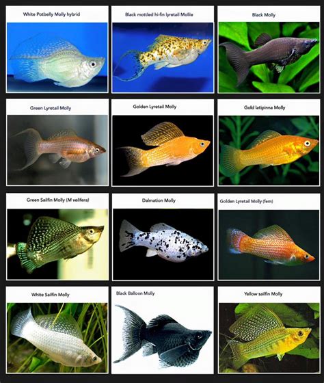 Molly Fish Information Fish Aquarium World