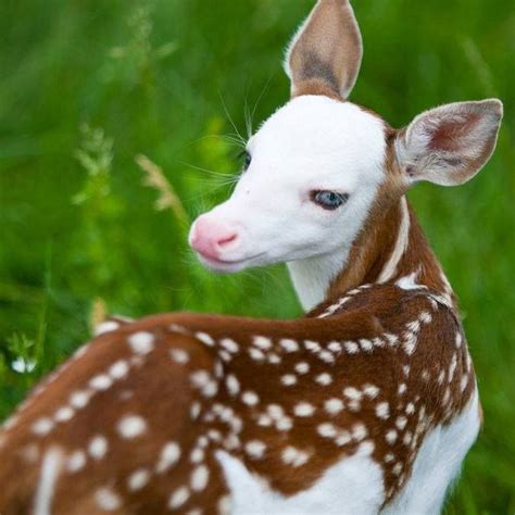 Unusual animals, Cute animals, Albino animals