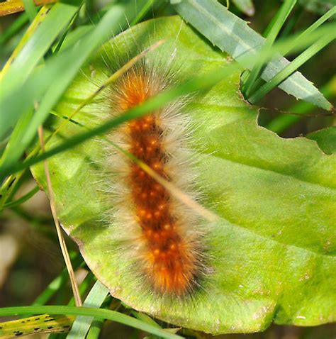 Fuzzy Caterpillar Estigmene Acrea Bugguide Net