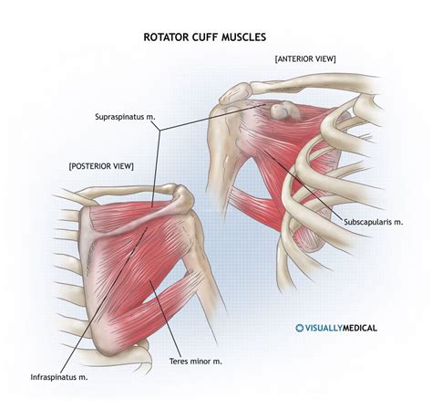 Want to learn more about it? Anatomy Of The Shoulder Muscles Shoulder Muscles Anatomy ...