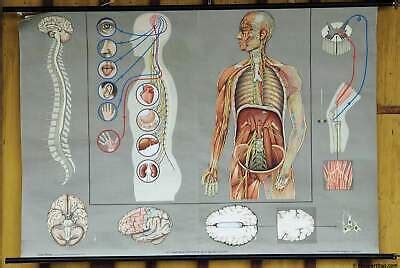 Vintage Anatomical Rollable Poster Wall Chart Human Body Neural Nerve Sexiz Pix