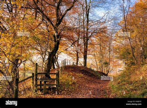 Autumn At Pulpit Wood Chilterns Aonb Buckinghamshire England Uk