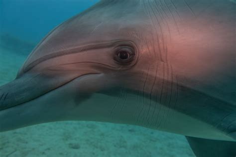 Are Dolphins Dangerous 17 Facts That Prove They Are — Best Life