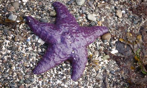 Free Images Nature Fauna Starfish Invertebrate Sea Star Star