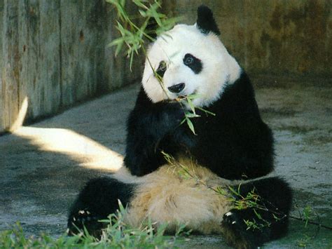 Giant Panda National Geographic Wallpaper 13006498 Fanpop