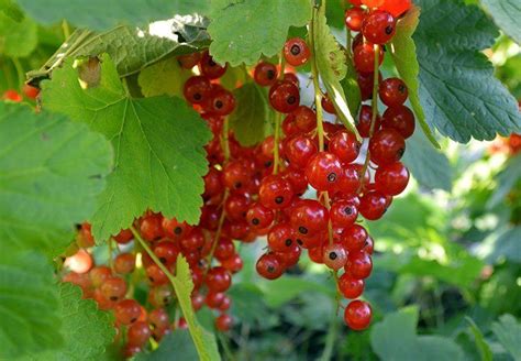 Grafting is where you take material from one tree and combine it with the root system of another. Plants for Free: Propagating Soft Fruit | Berry plants ...