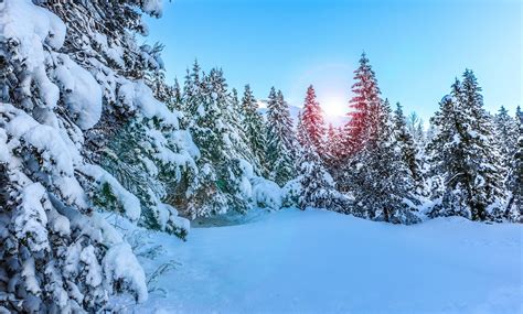 Snowy Pine Trees Wallpaper