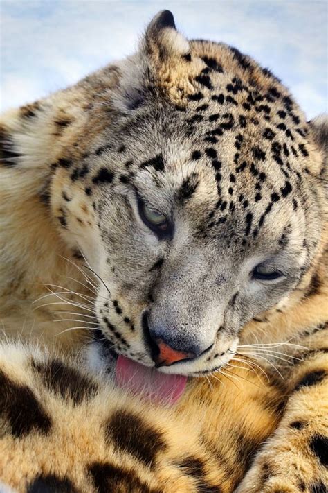 Snow Leopard Stock Photo Image Of Mammal Portrait Leopard 23640684