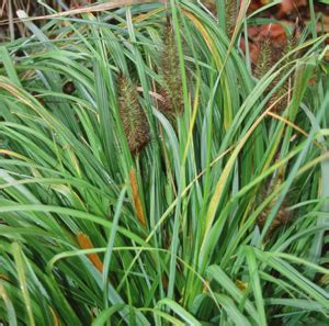 Black fountain grass, pennisetum alopercuroides 'moudry', is for the gardener who craves something exclusive. Pennisetum alopecuroides 'Moudry'