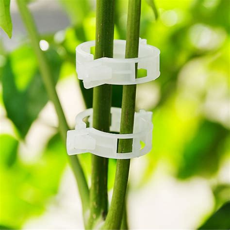 Buy 50 Plant Rattan Clips Tomato Garden Plant Support