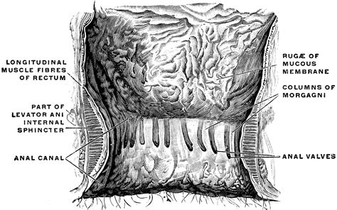 Interior Of The Anal Cavity ClipArt ETC