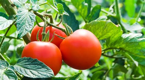 Determinate vs indeterminate tomatoes may confuse the beginner gardeners. Determinate vs. Indeterminate Tomatoes What's The ...