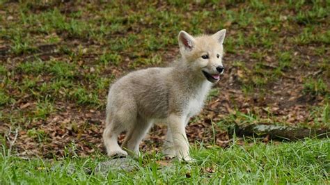 Arctic Wolf Puppies Go Exploring For The First Time Cute Puppies Videos
