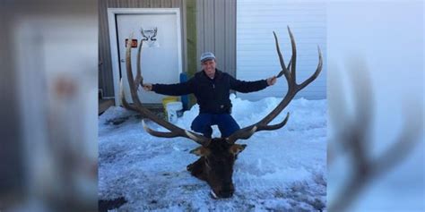 Wyoming Loses A Legend Brutus The Larger Than Life Monster Bull Elk