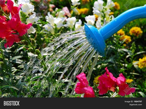 Watering Flowers Image And Photo Free Trial Bigstock