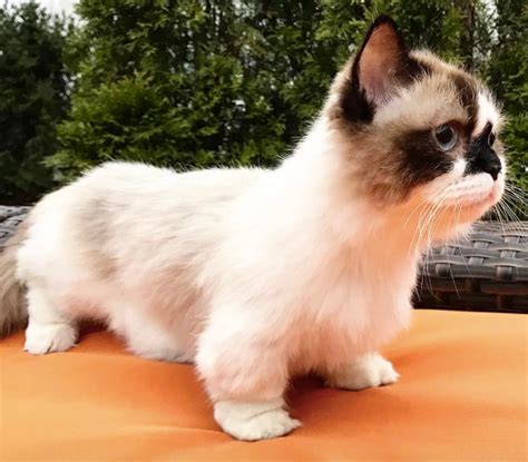 15 Adorable Photos Of Albert The Baby Munchkin Cat In Case You Needed A