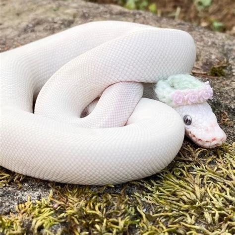 A White Snake Is Curled Up On Top Of Some Green Mossy Grass And Has A