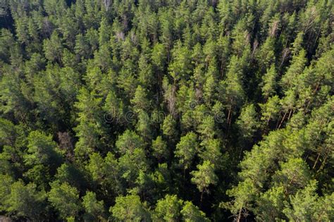 Forest Aerial View Pine Trees In Forest Shot From Drone Stock Photo
