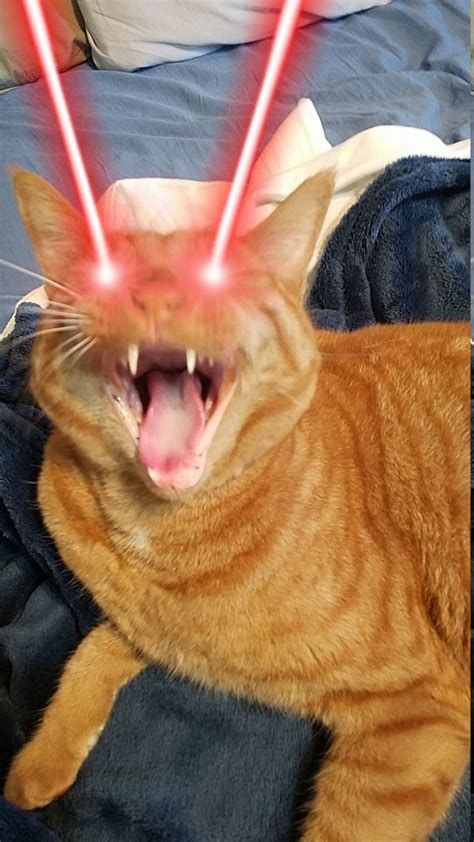 Posted A Picture Of My Cat On Discord Five Minutes Later Got This Sent