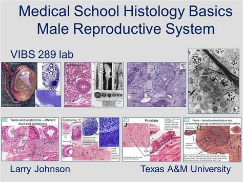 Histology And Histometric Anatomy Of The Male Reproductive System Of