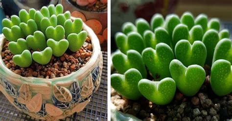 These Succulent Plants Looks Like Little Hearts Home