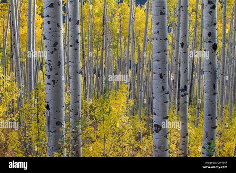 Forest Of Aspen Trees Near Aspen Colorado Stock Photo Alamy