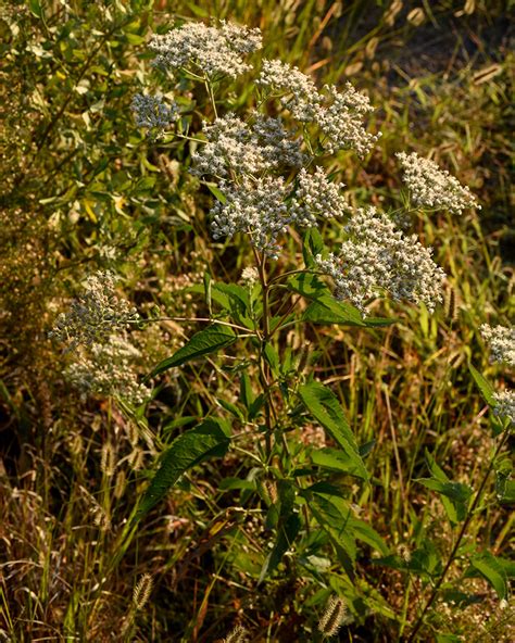 Late Flowering Thoroughwort