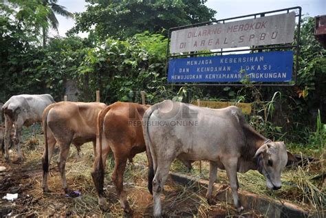 Sebelumnya, di sini adalah tempat melakukan penggemukan. Jual Sapi Kurban di SPBU | Republika Online