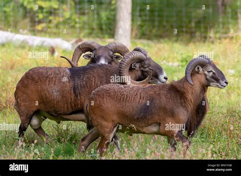 The Mouflon Ovis Orientalis During Mating Season On Game Reserve