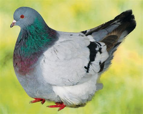 Pigeon Mondain Élevage Et Vente De Pigeons De Race