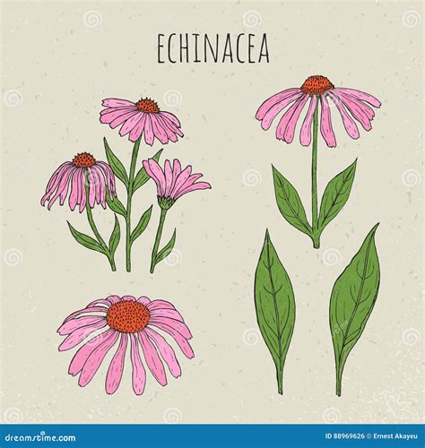 Echinacea Medical Botanical Isolated Illustration Plant Flowers