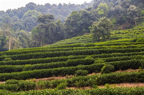 Tea Plants Stock Photo Image Of Plants Culture Chinese 44222834