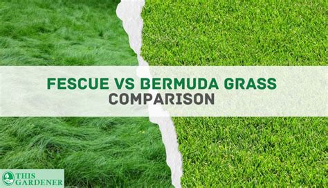 Fescue Vs Bermuda Grass 5key Differences And The Winner