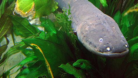 PoraquÊ Peixe Elétrico Mais Poderoso Do Mundo é Encontrado Na Amazônia